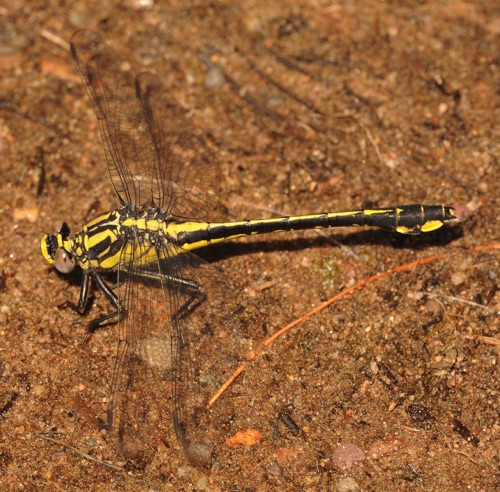 Female
17 June 2014, WI